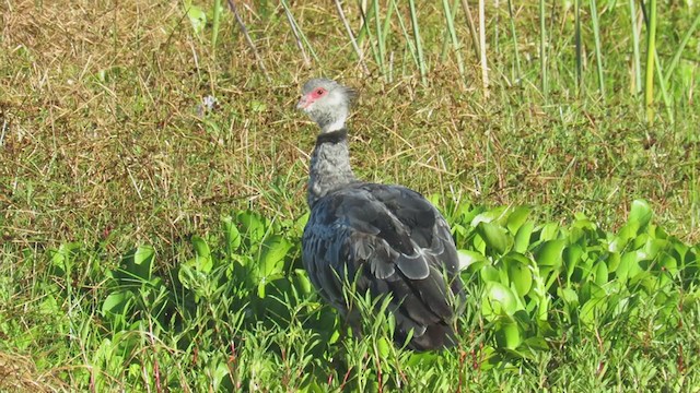 Southern Screamer - ML294658851