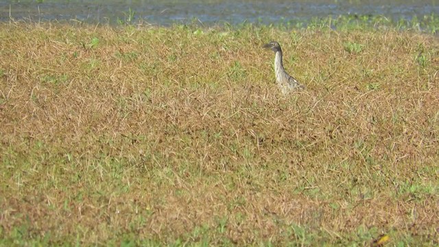 Pinnated Bittern - ML294659901
