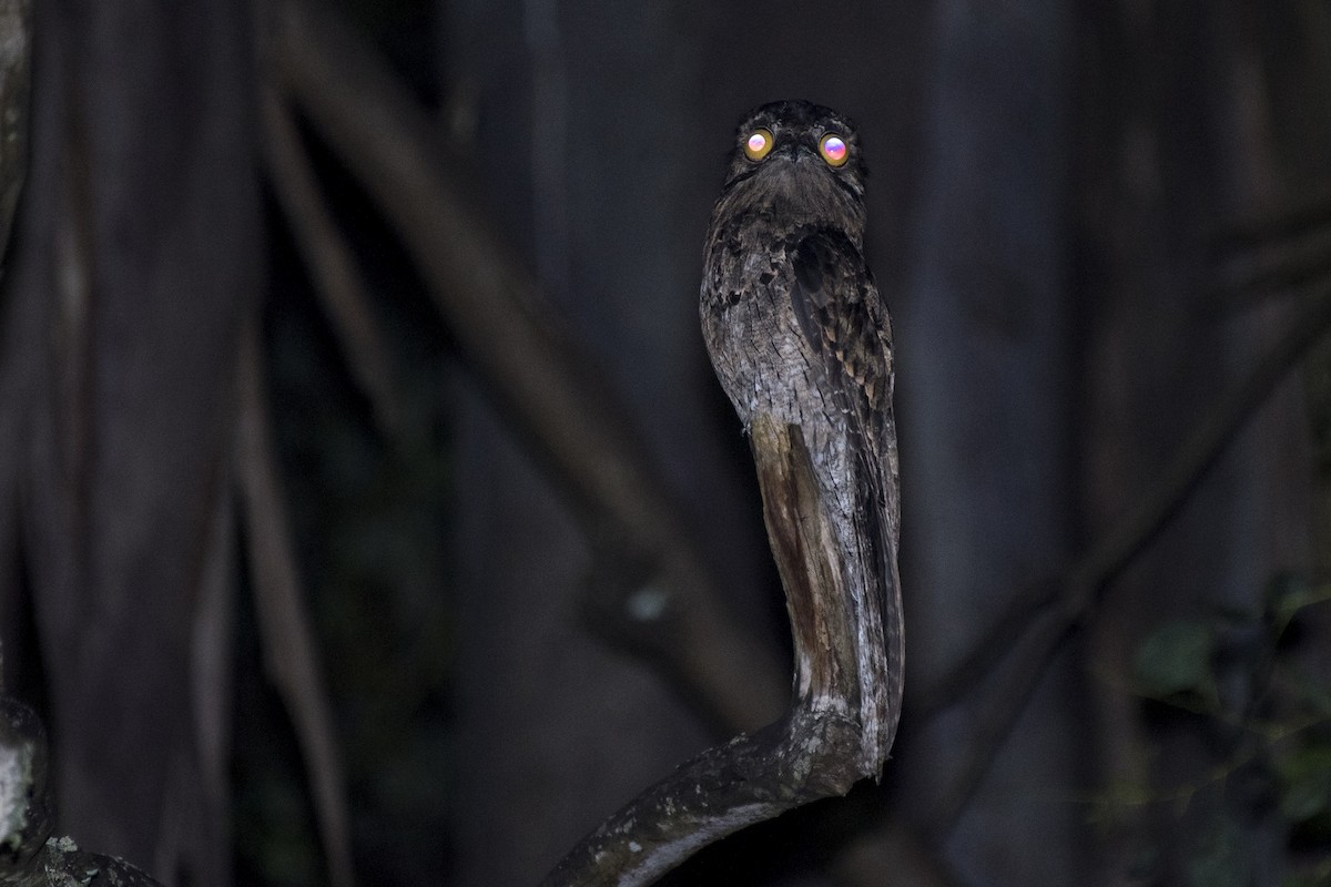 Common Potoo - ML294660541