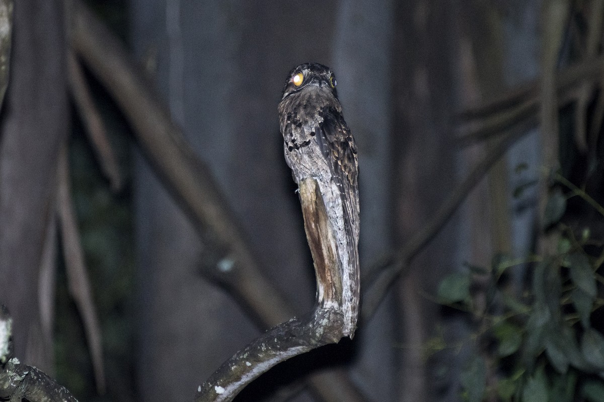 Common Potoo - Luiz Carlos Ramassotti