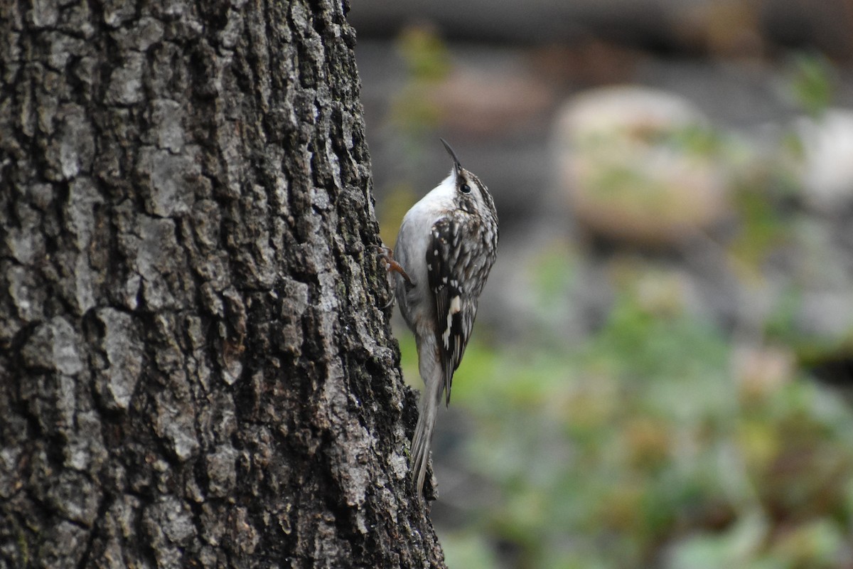 Brown Creeper - Michael Carr