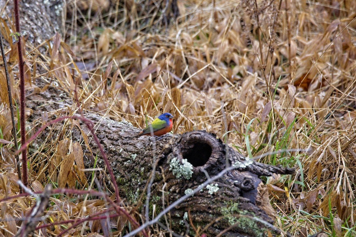 Painted Bunting - ML294661071