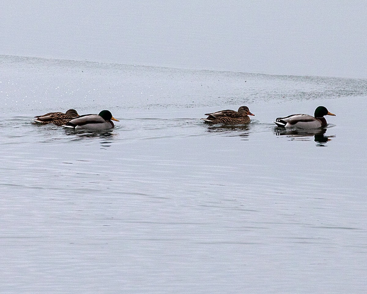 Mallard - Daniel Harris