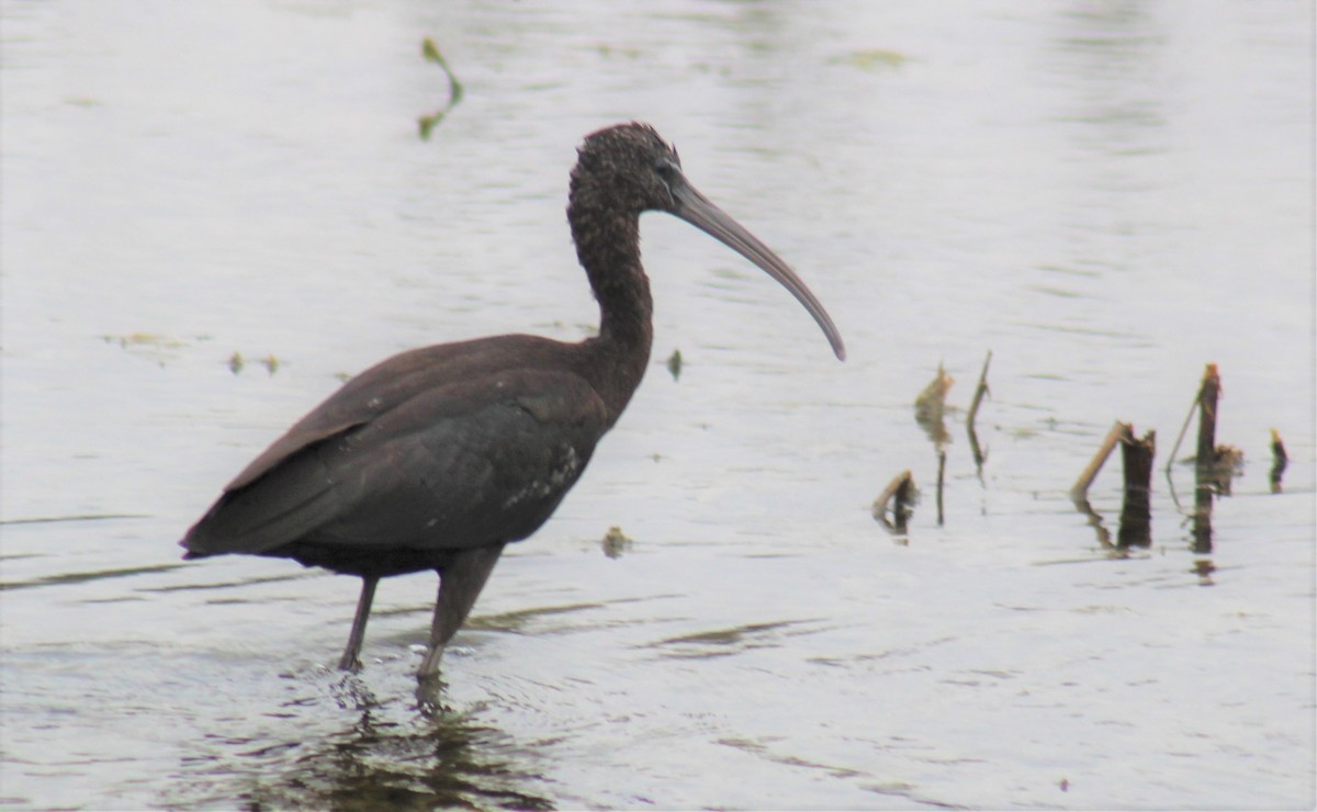 Glossy Ibis - ML294661451