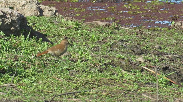 セアカカマドドリ - ML294661541