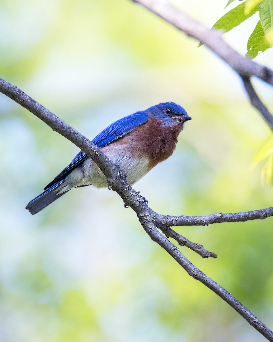 Eastern Bluebird - ML29466191