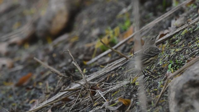 lesňáček žlutoskvrnný (ssp. coronata) - ML294662271