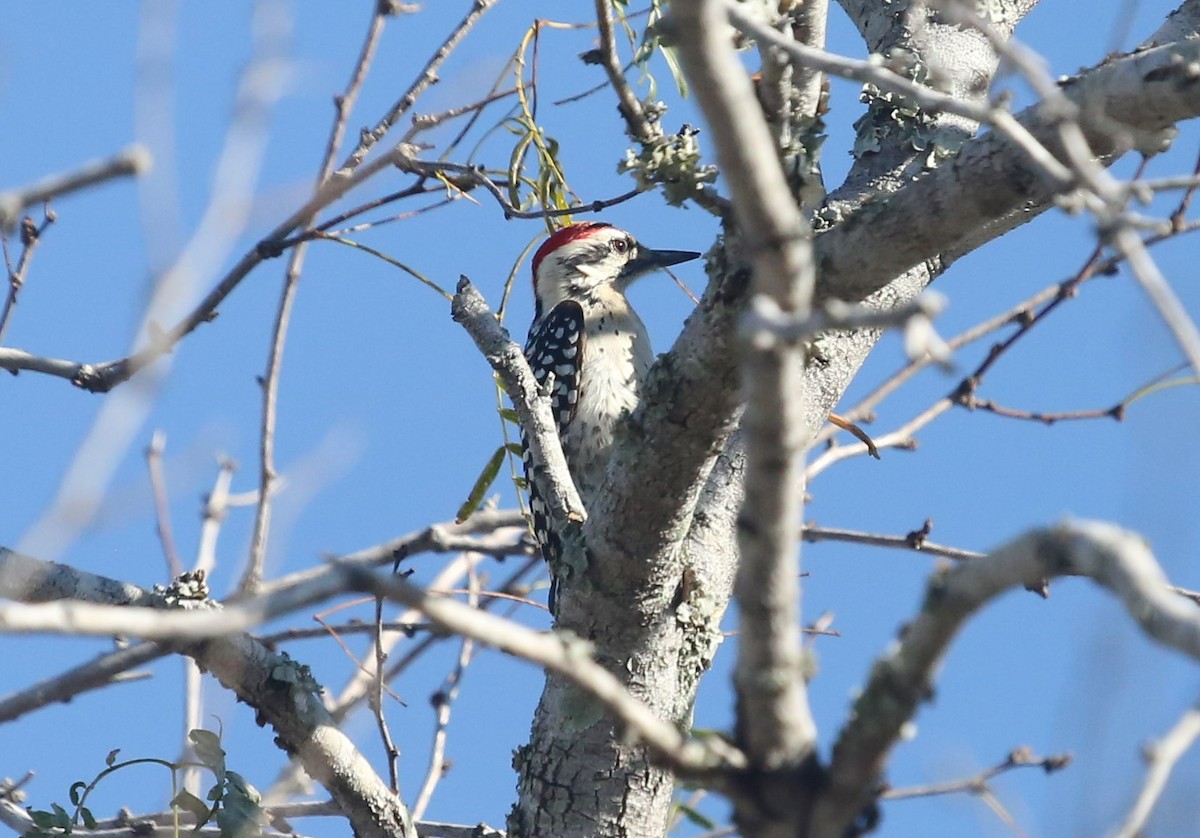 Ladder-backed Woodpecker - Andrew Orgill