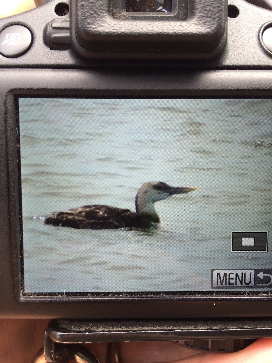 Yellow-billed Loon - Spencer Coffey