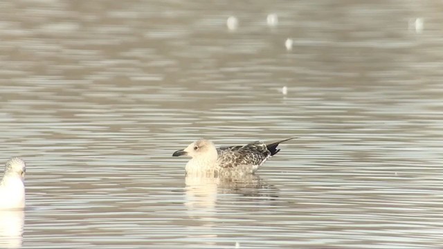 Lesser Black-backed Gull - ML294662631