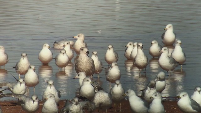 Great Black-backed Gull - ML294662751