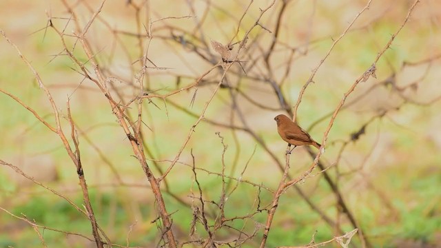 Blue Bunting - ML294662801