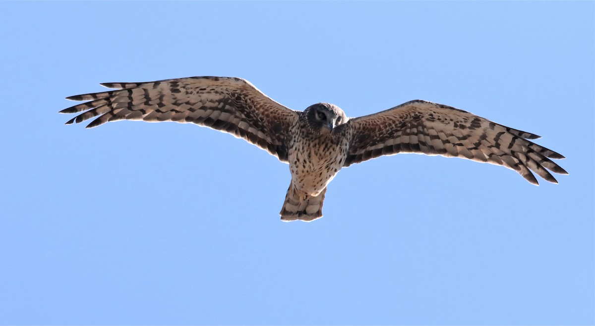 Northern Harrier - Randy Hesford