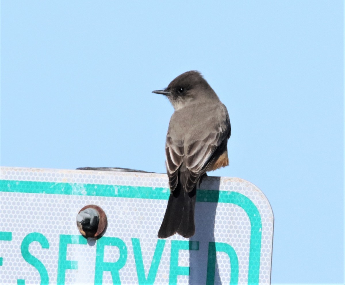 Say's Phoebe - Randy Hesford