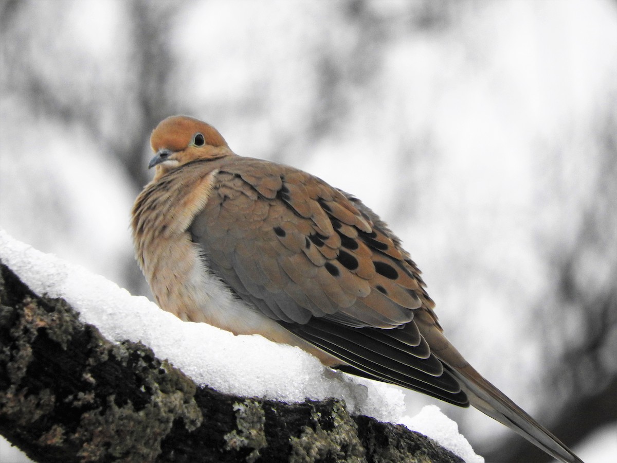 Mourning Dove - David Parsons