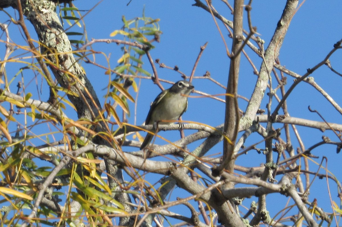 Mavi Başlı Vireo - ML294666641