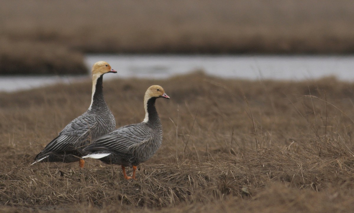 Emperor Goose - Ben Lagasse