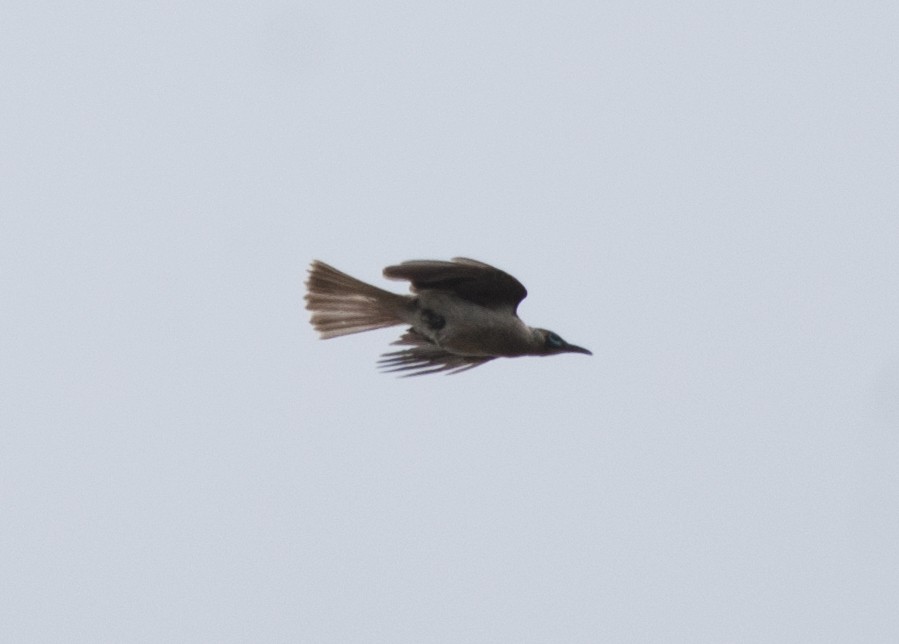 Медівник австралійський - ML294667731