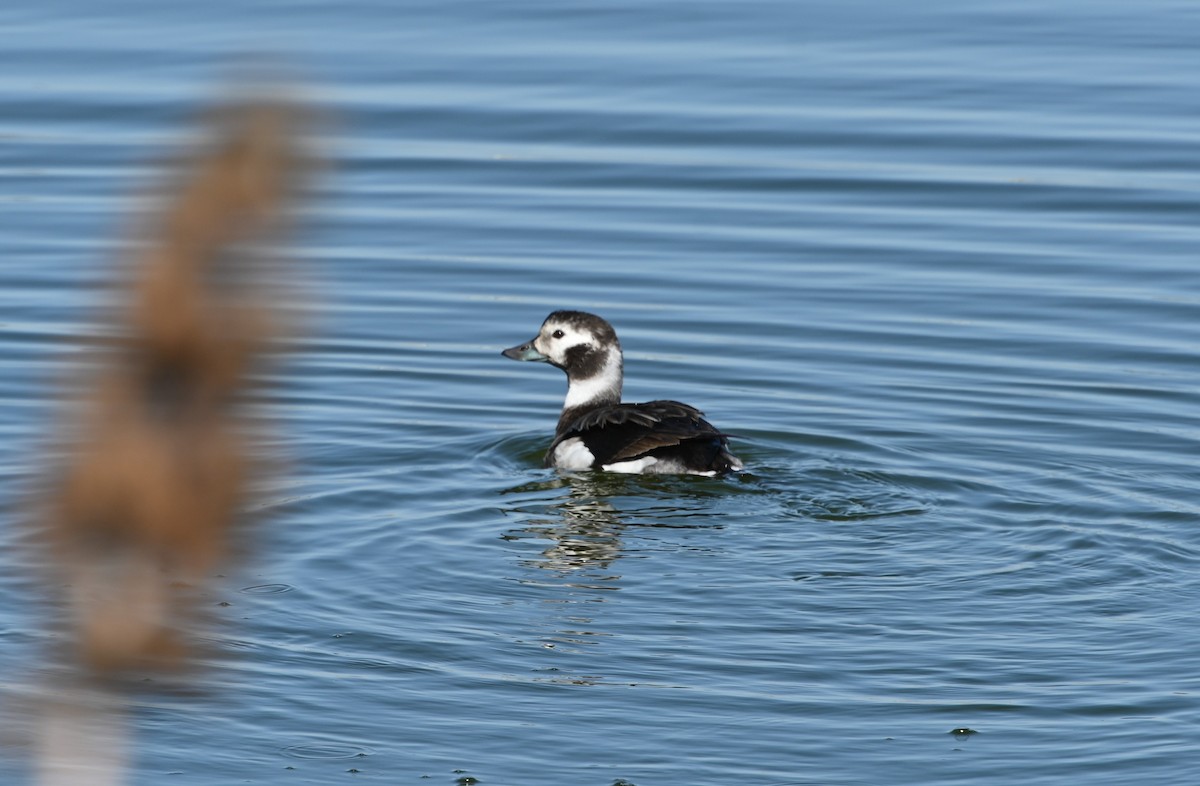 Long-tailed Duck - ML294668571