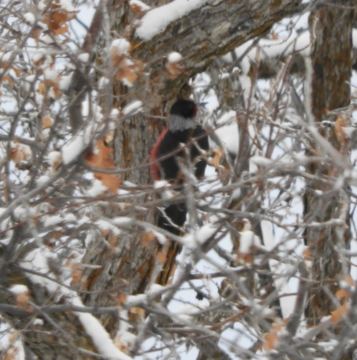 Lewis's Woodpecker - ML294668731