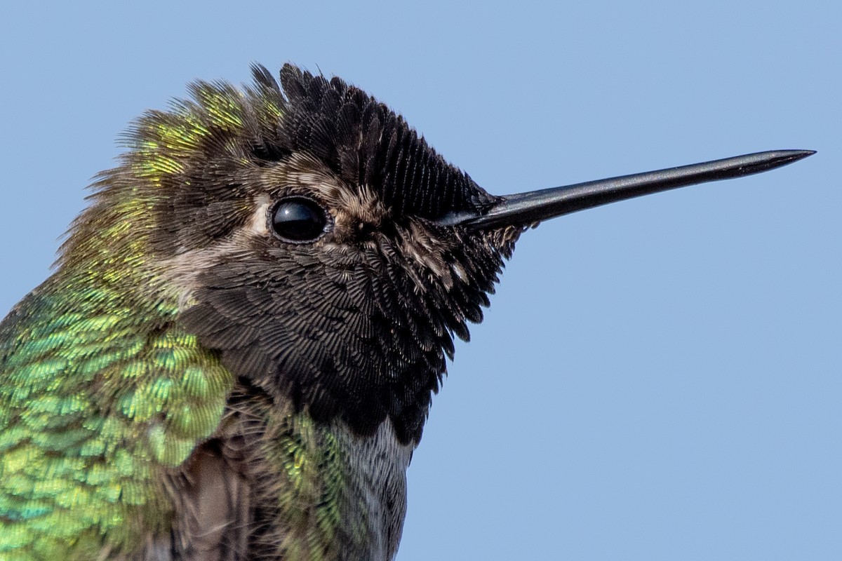 Anna's Hummingbird - David Ornellas