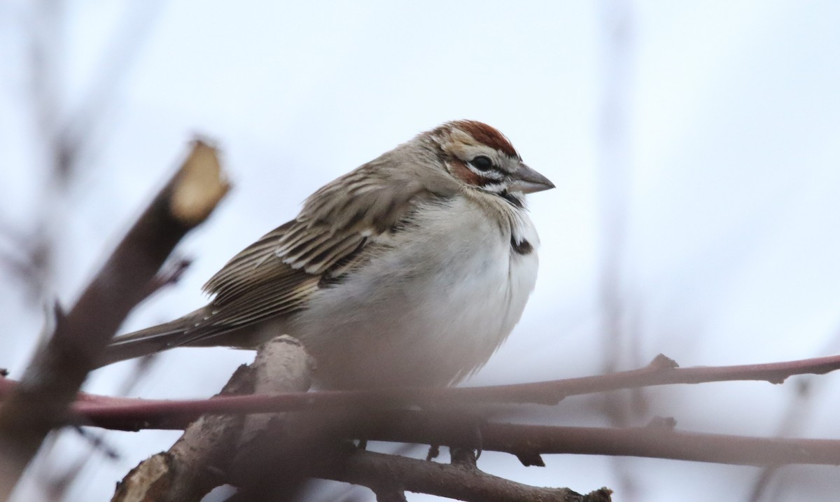 Lark Sparrow - Erik Nelson