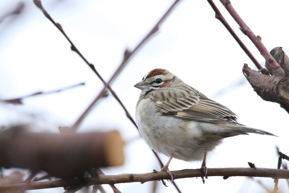 Lark Sparrow - Erik Nelson