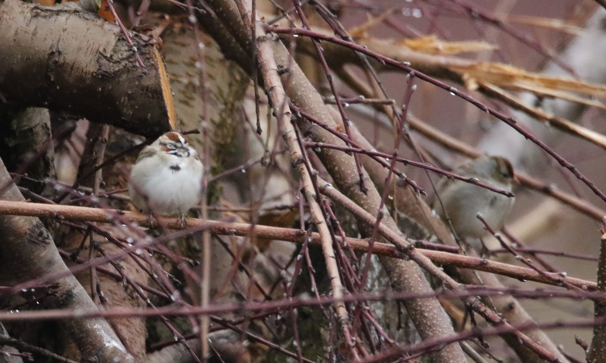 Lark Sparrow - ML294671431