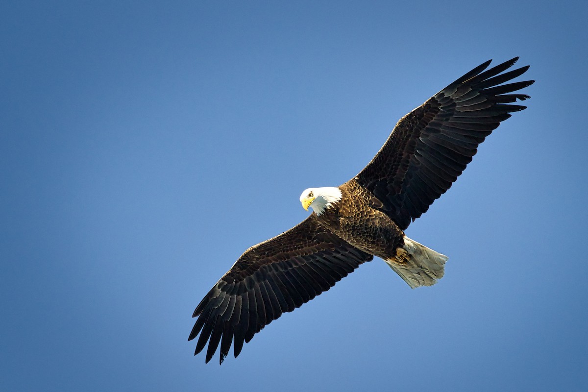 Bald Eagle - Anne Auclair  Moe