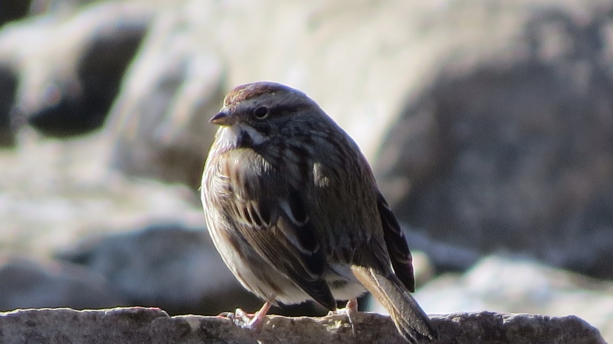 Song Sparrow - ML294674341