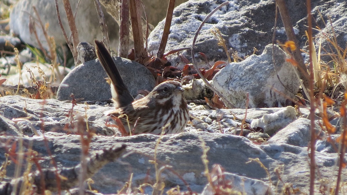 Song Sparrow - ML294674381