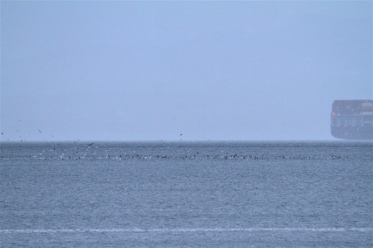 tanımsız Larus sp. - ML294674461