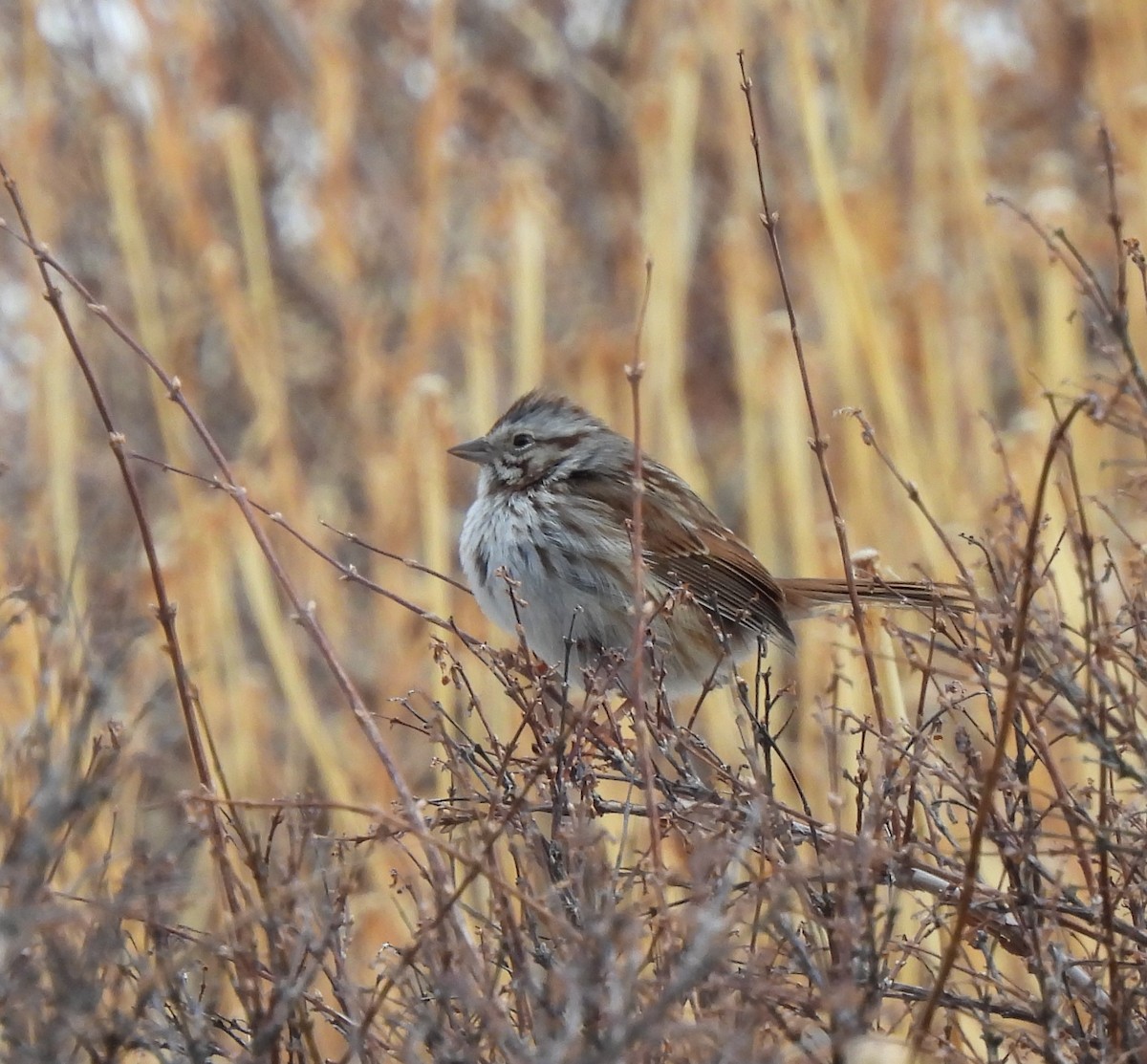 Song Sparrow - Heidi Adamson