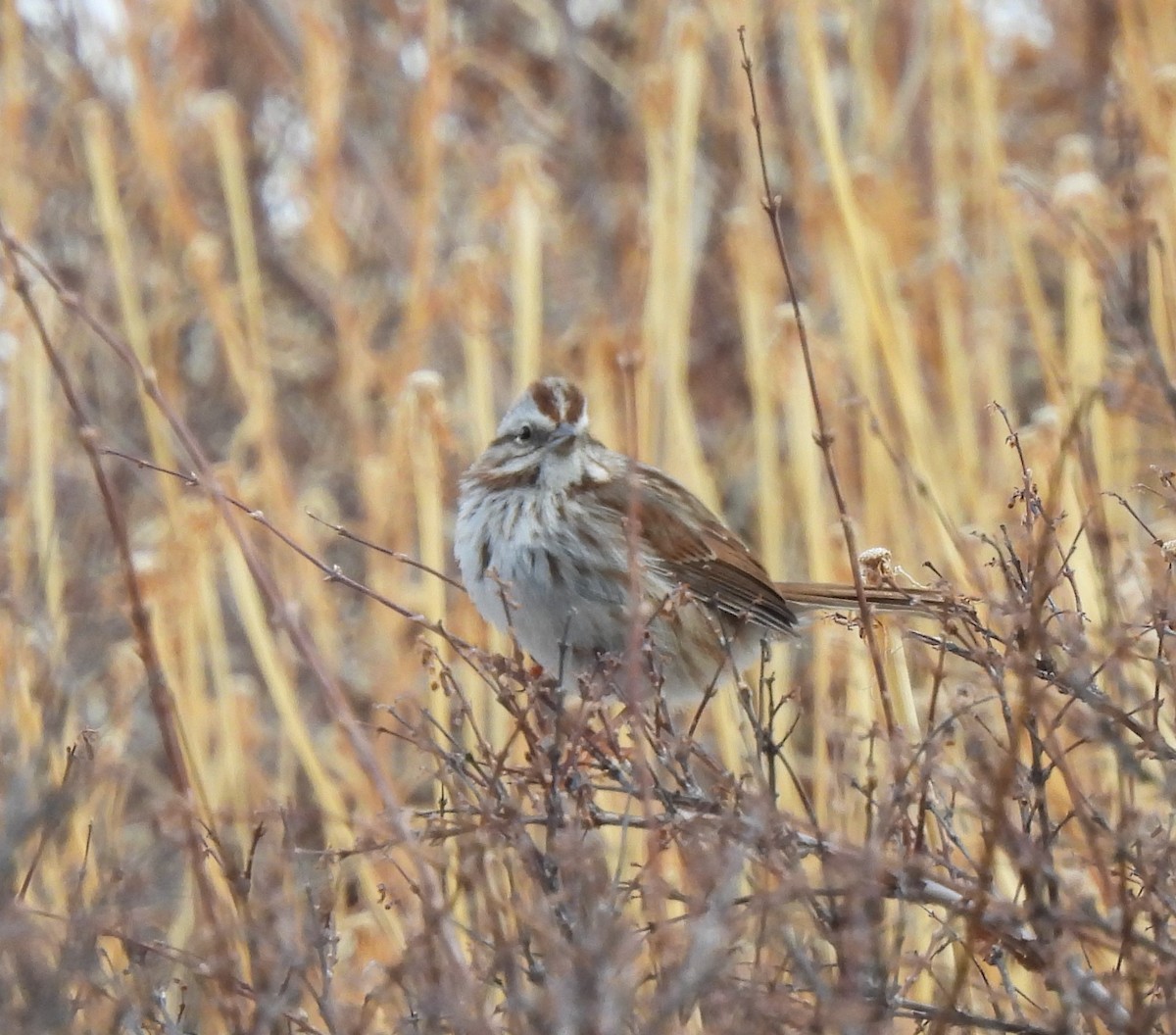 Song Sparrow - ML294674631