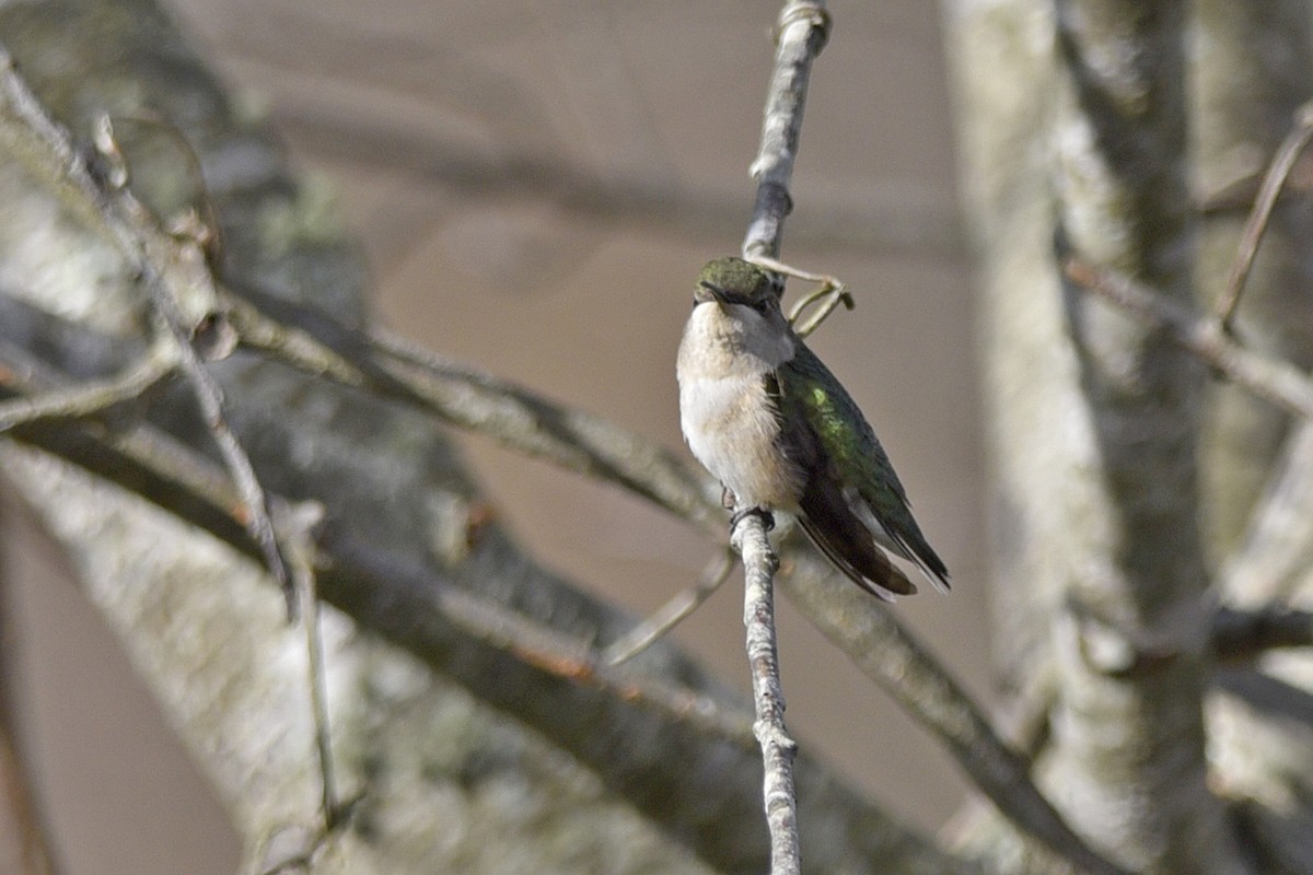 Yakut Boğazlı Kolibri - ML294675061