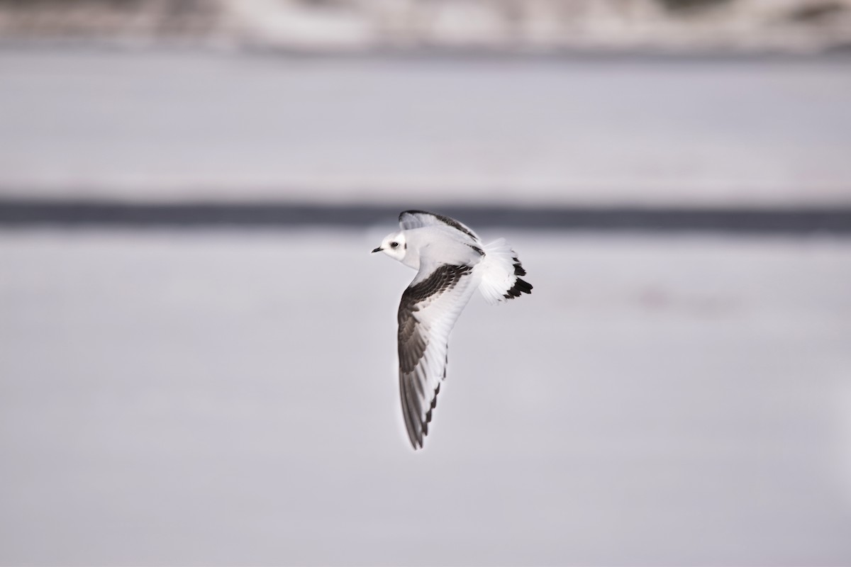Ross's Gull - Ben  Sonnenberg