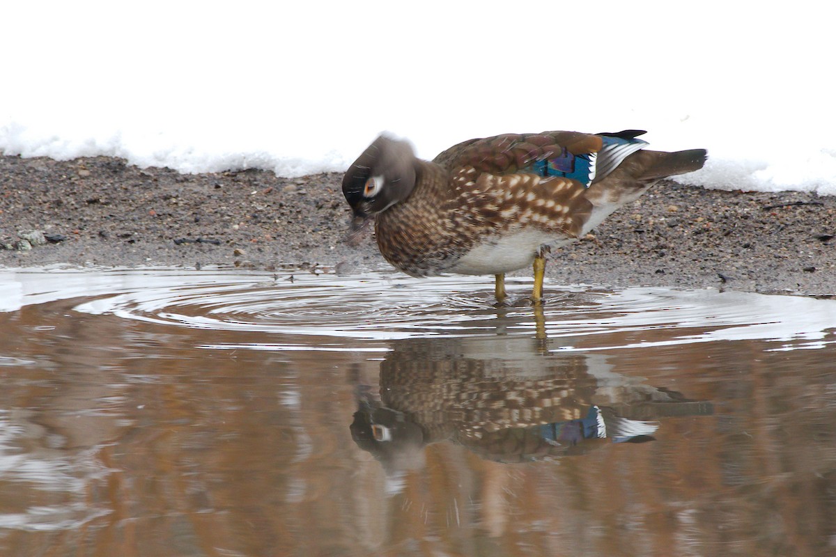 Wood Duck - ML294676751