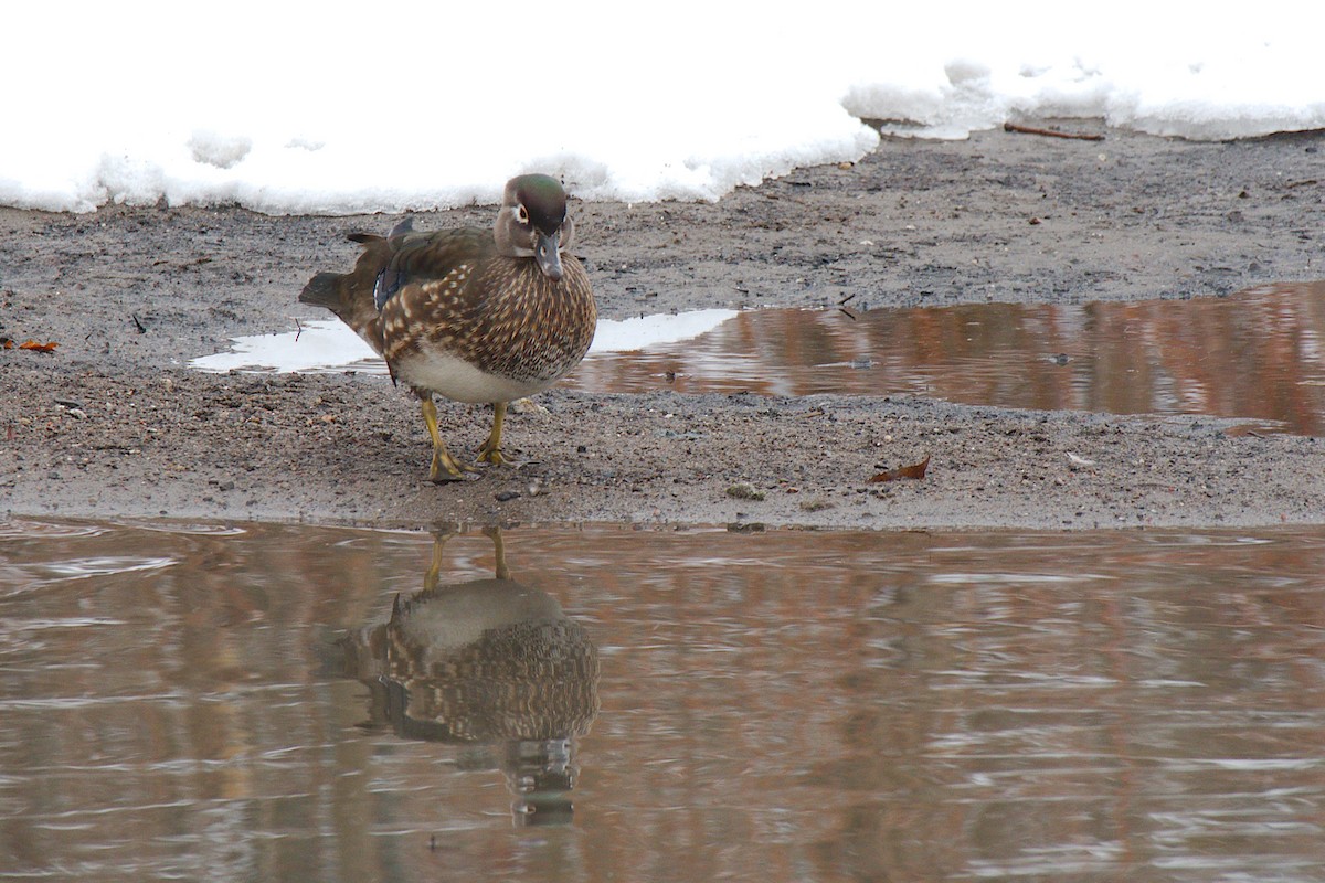 Wood Duck - ML294678211