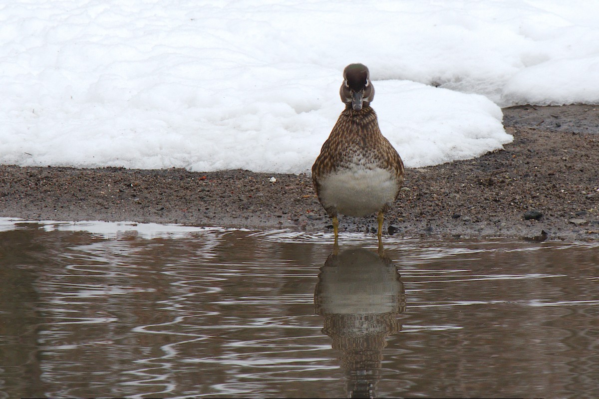 Wood Duck - ML294678251