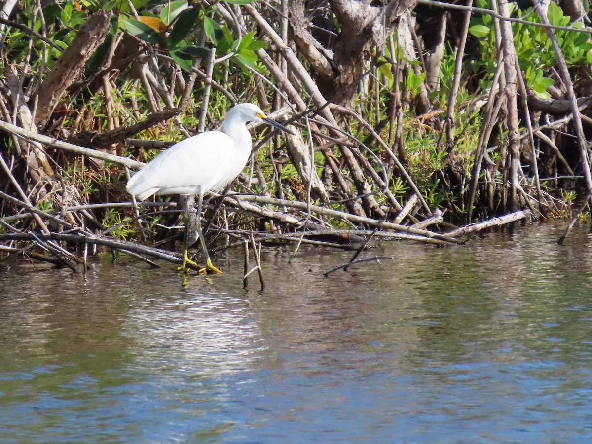 Snowy Egret - ML294678331