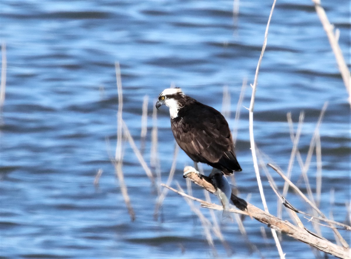 Osprey - Randy Hesford