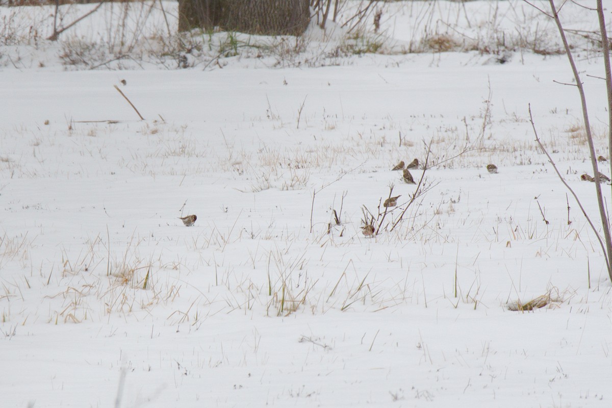 Common Redpoll - ML294678981