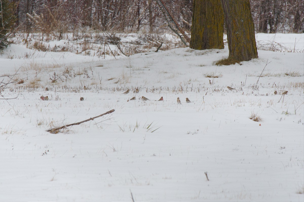 Common Redpoll - ML294679241