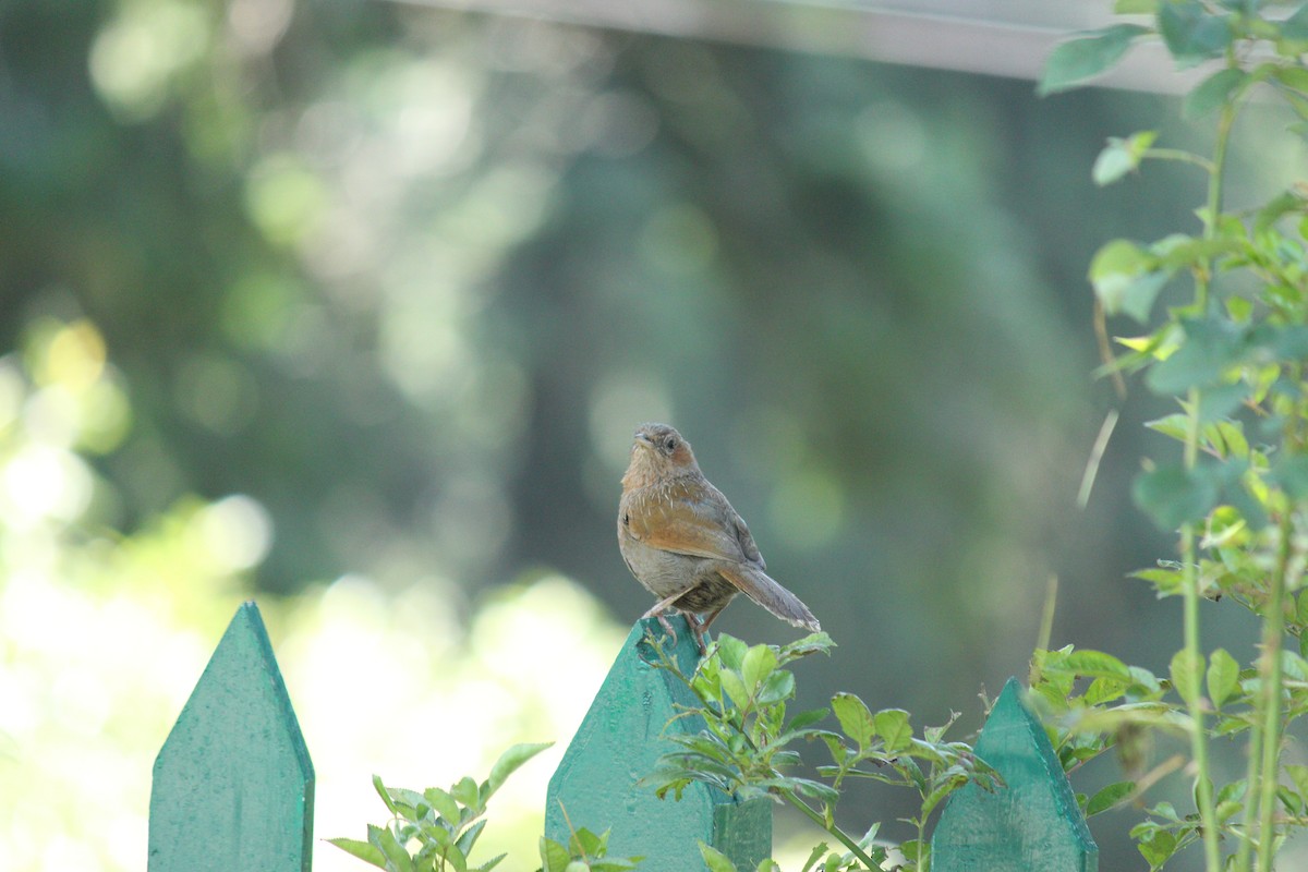 Streaked Laughingthrush - ML294679921