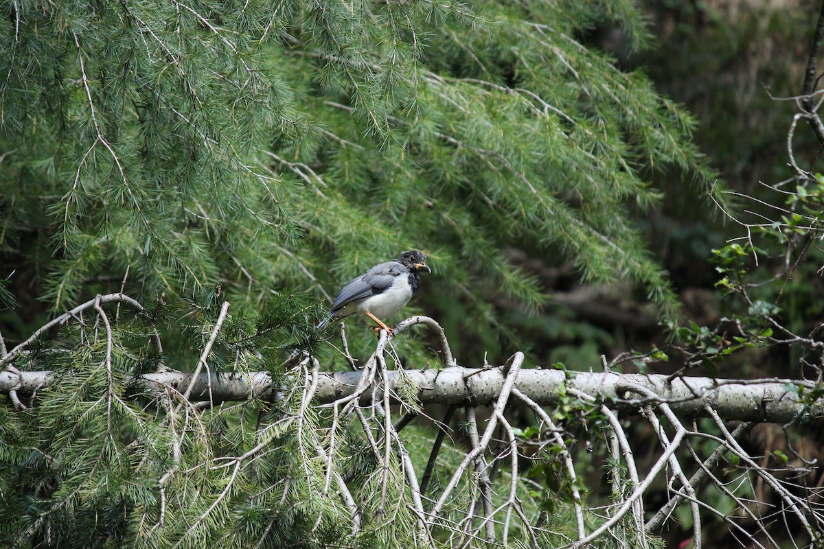 Yellow-billed Blue-Magpie - ML294680171