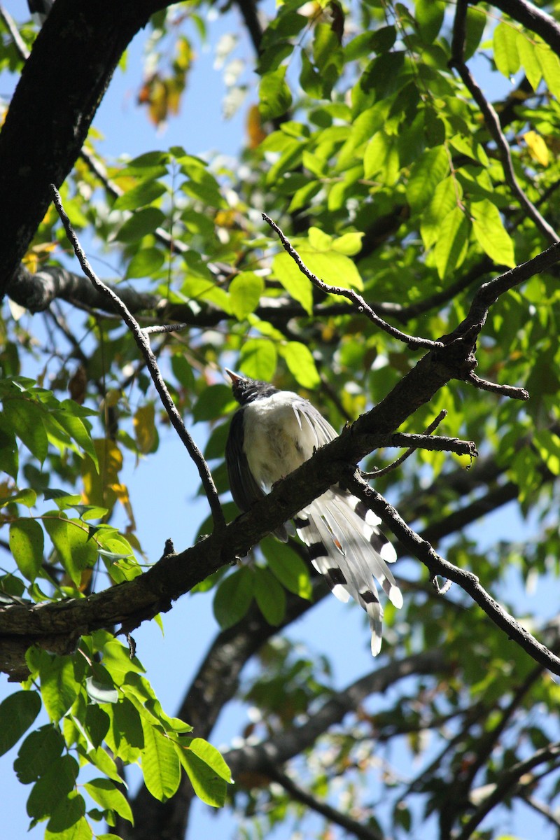 Yellow-billed Blue-Magpie - ML294680181