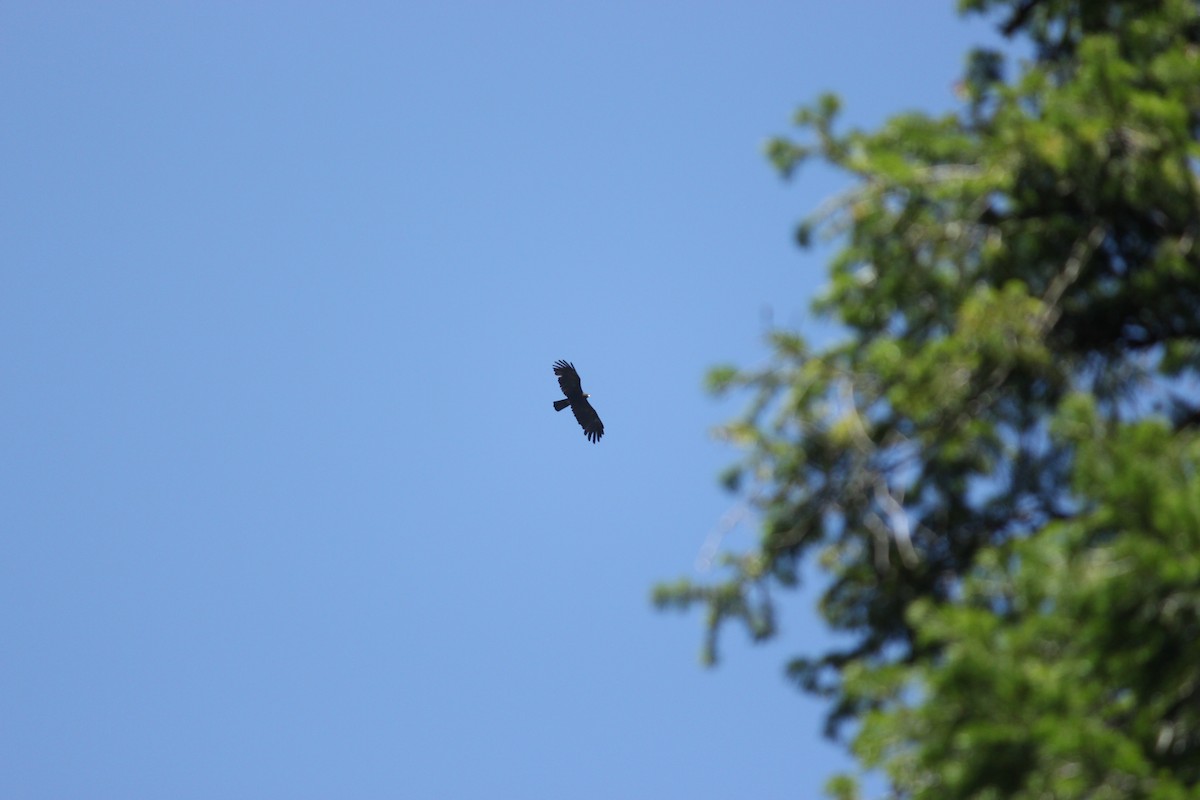 Águila Milana - ML294680551