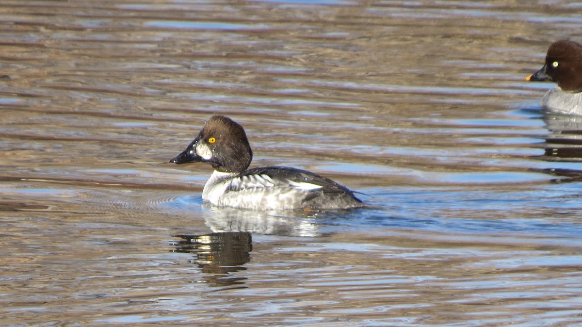 Common Goldeneye - Joan Grant