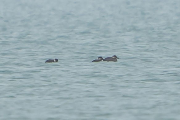 Black Scoter - ML294683361