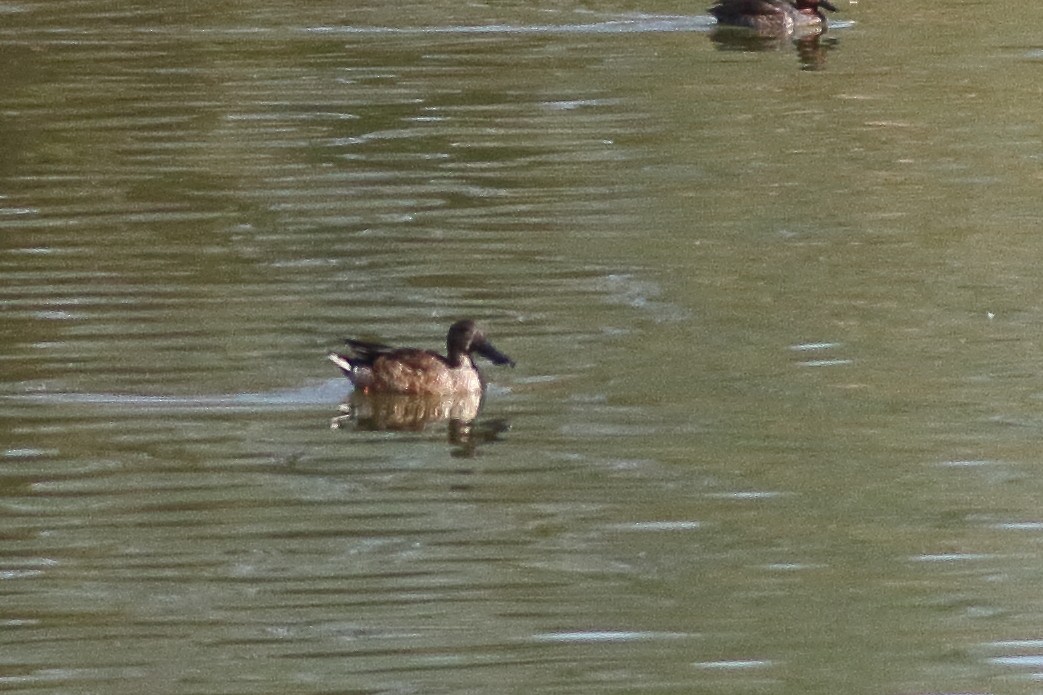 Northern Shoveler - ML294683561